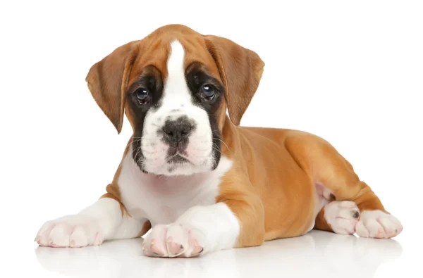 Boxer