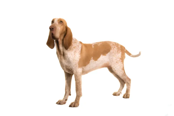 Bracco Italiano