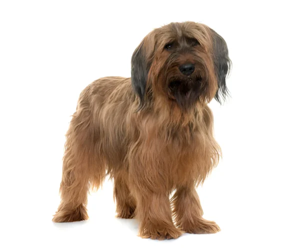 Briard