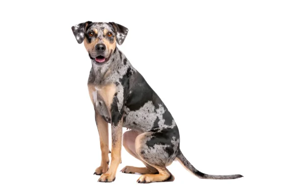 Catahoula Leopard Dog