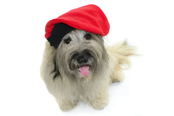 Catalan Sheepdog