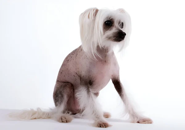 Chinese Crested