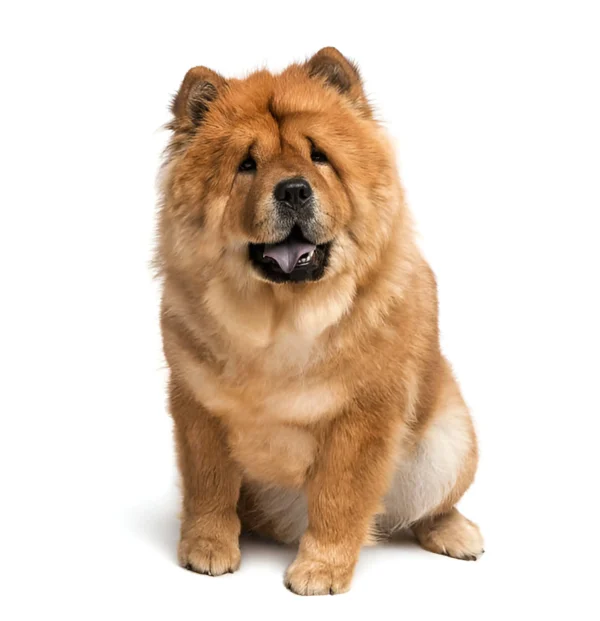 Chow Chow