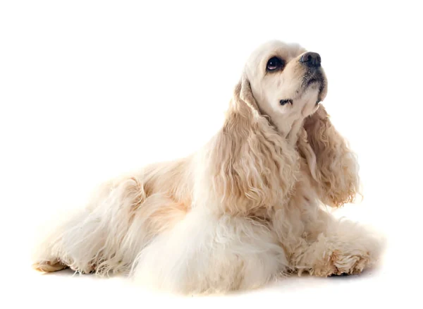 Cocker Spaniel (American)