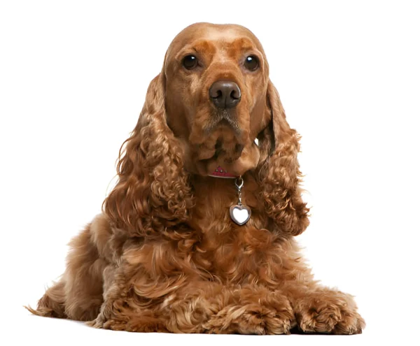 Cocker Spaniel (English)