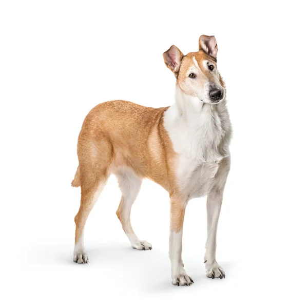 Collie (Smooth)