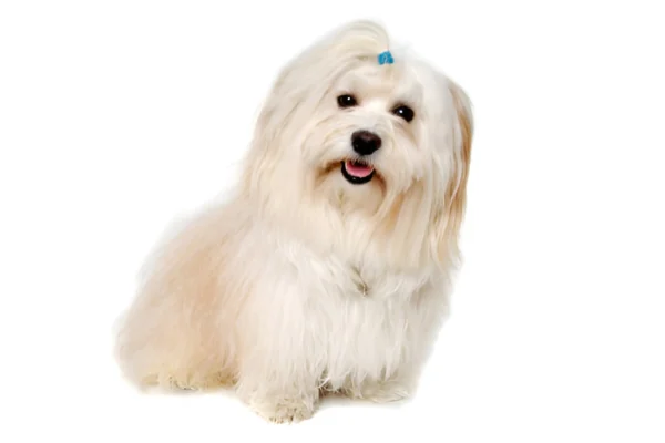 Coton de Tulear