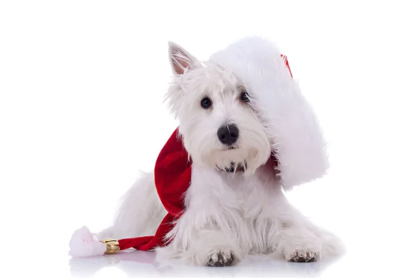 Dandie Dinmont Terrier