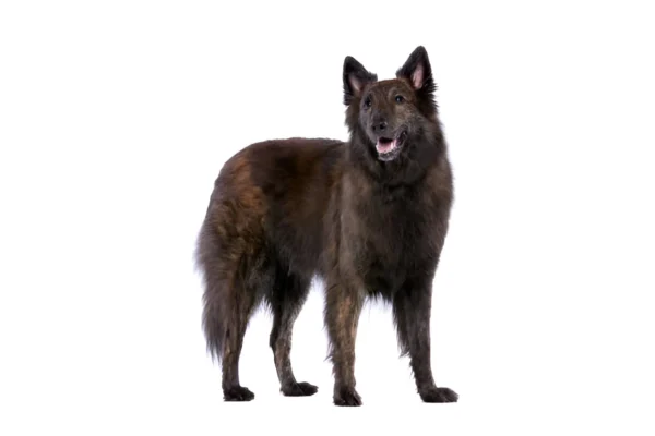 Dutch Shepherd
