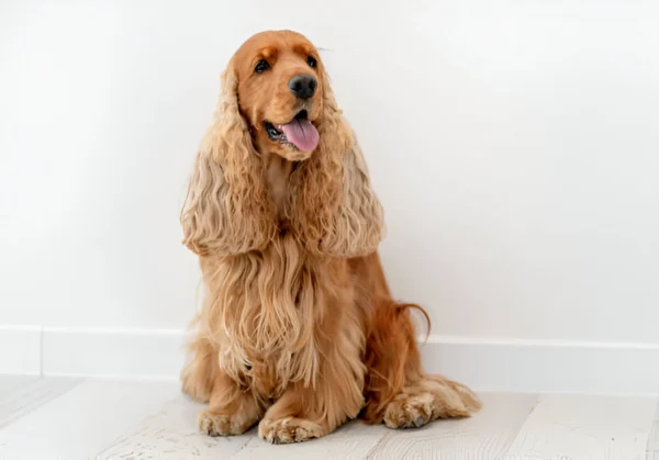 English Cocker Spaniel
