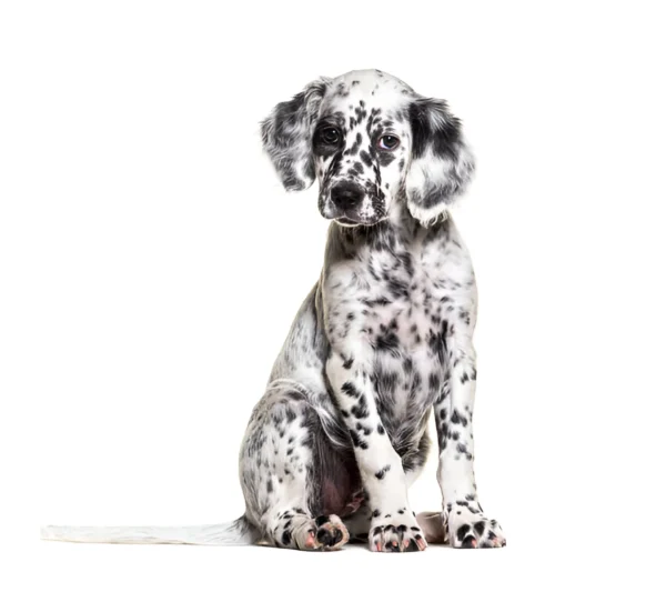 English Setter