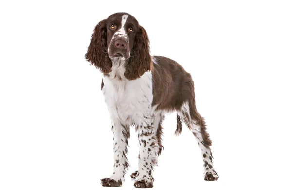 English Springer Spaniel