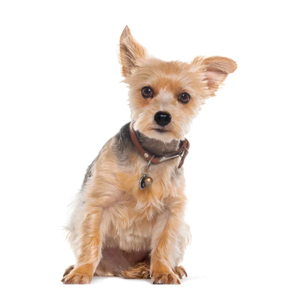 English Toy Terrier