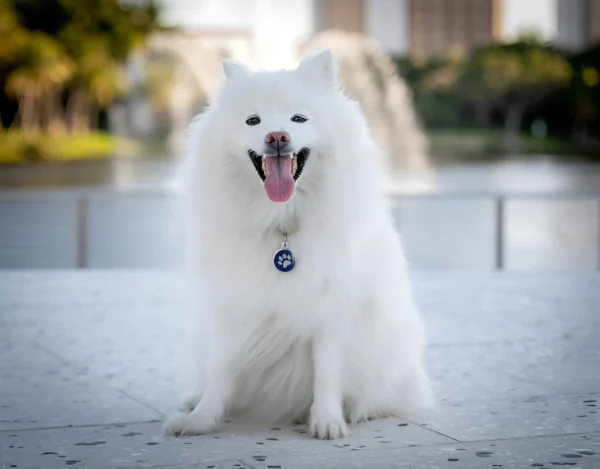 Eskimo Dog (American)