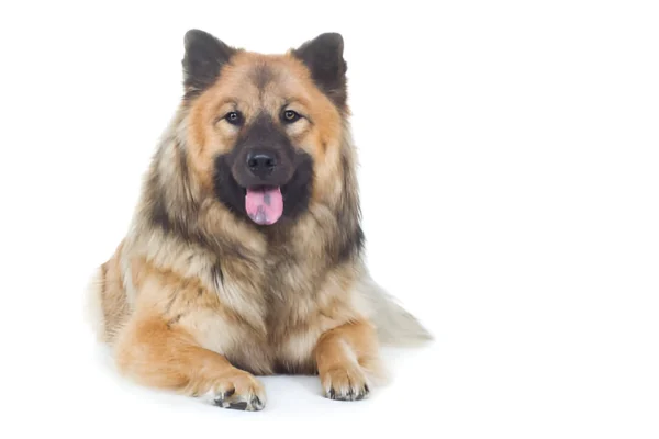 Finnish Lapphund