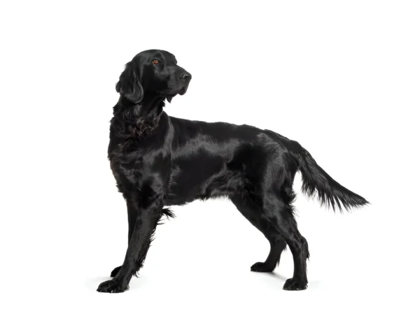 Flat-Coated Retriever