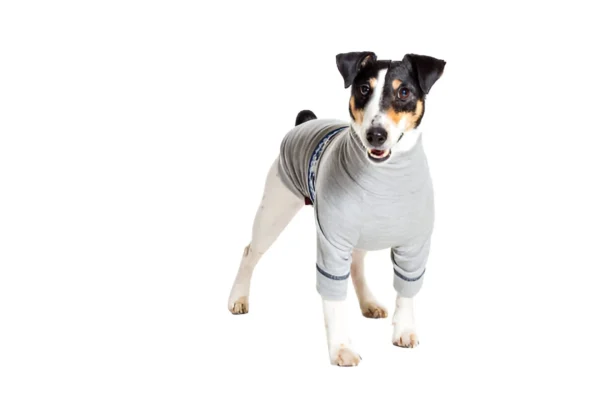 Fox Terrier (Wire)