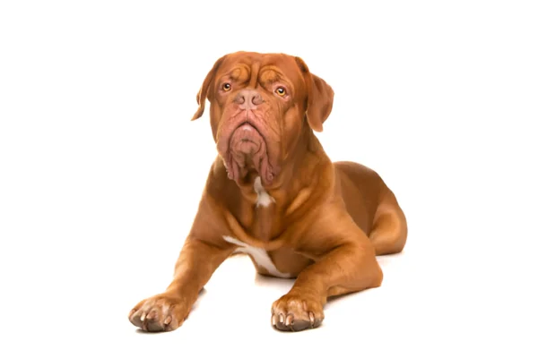 French Mastiff