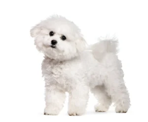 frise bichon dog breed