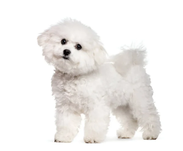 Frise (Bichon)