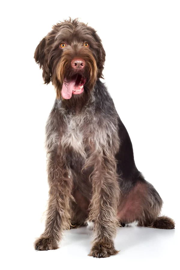 German Wirehaired Pointer