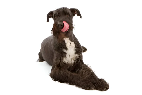 Giant Schnauzer