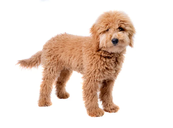 Goldendoodle