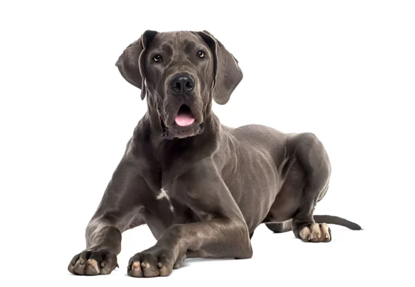 Great Dane