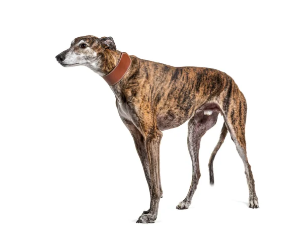 Greyhound