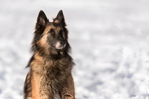 Groenschendaeler (Belgian Shepherd)