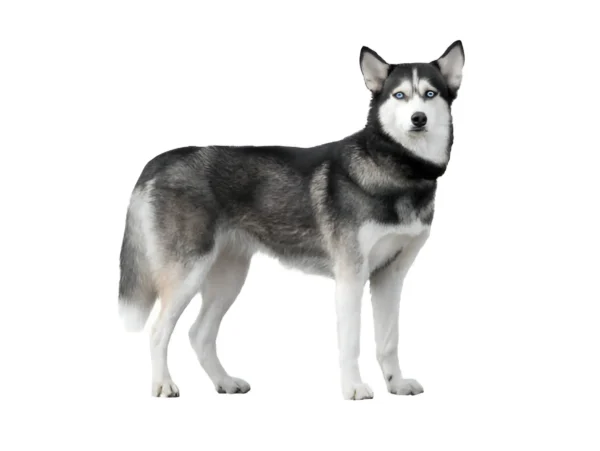 Husky (Siberian)