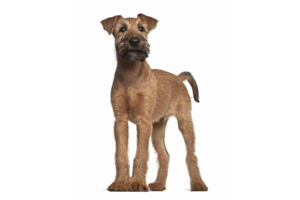 Irish Terrier