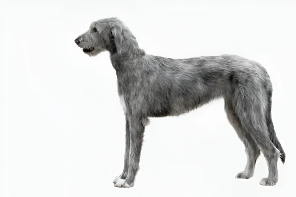Irish Wolfhound