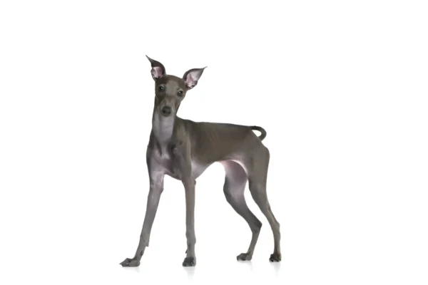 Italian Greyhound