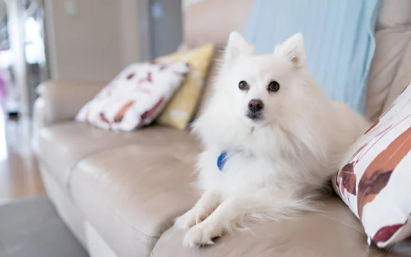 Japanese Spitz