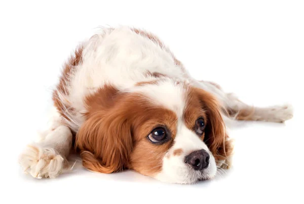 King Charles Spaniel (Blenheim)