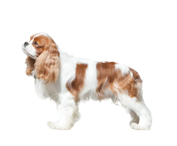 King Charles Spaniel (Cavalier)