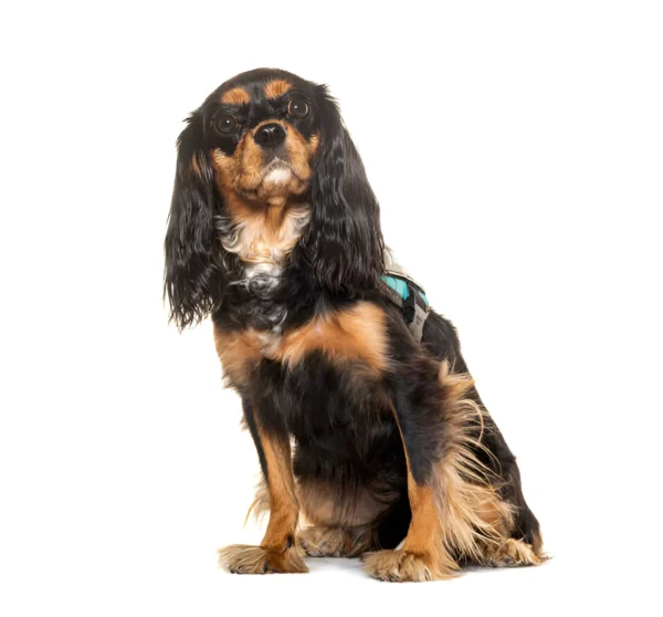 King Charles Spaniel (Ruby)