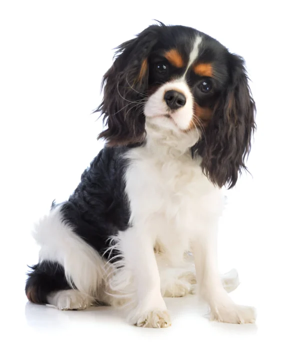 King Charles Spaniel (Tricolor)