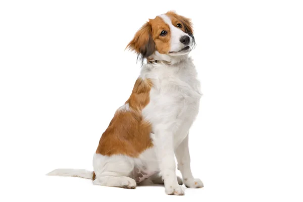 Kooikerhondje