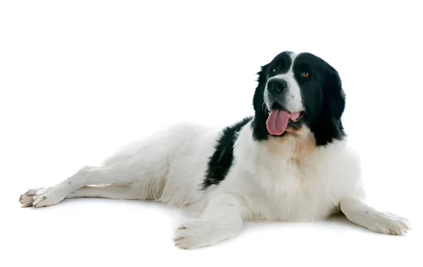 Landseer Newfoundland