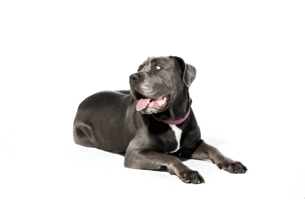 Mastiff