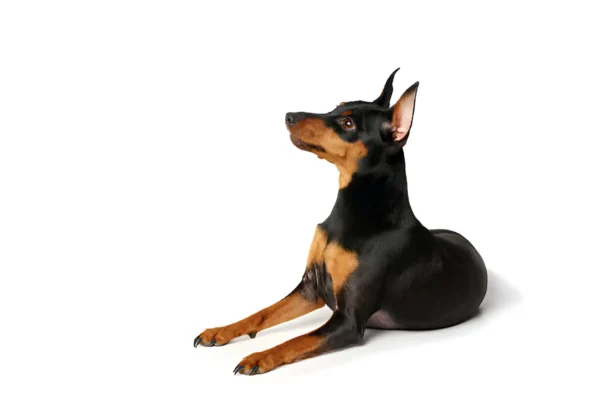 Miniature Pinscher