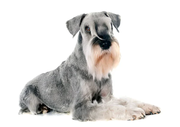 Miniature Schnauzer