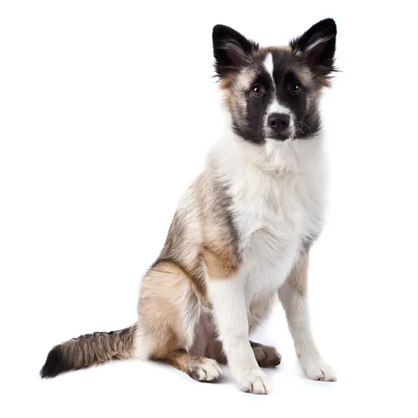 Mix Breed