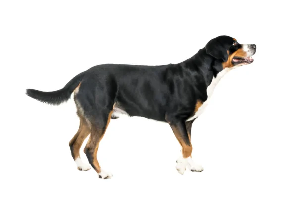Mountain Dog (Appenzeller)