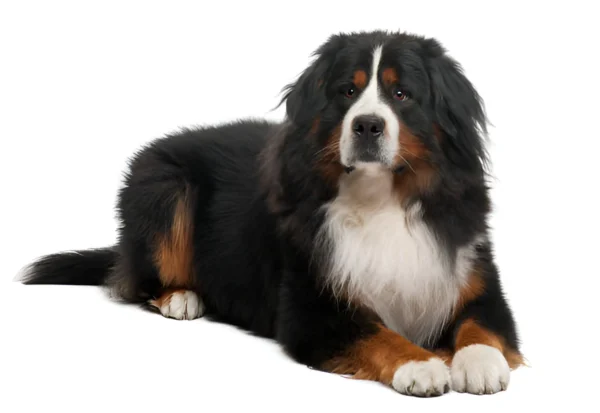 Mountain Dog (Bernese)