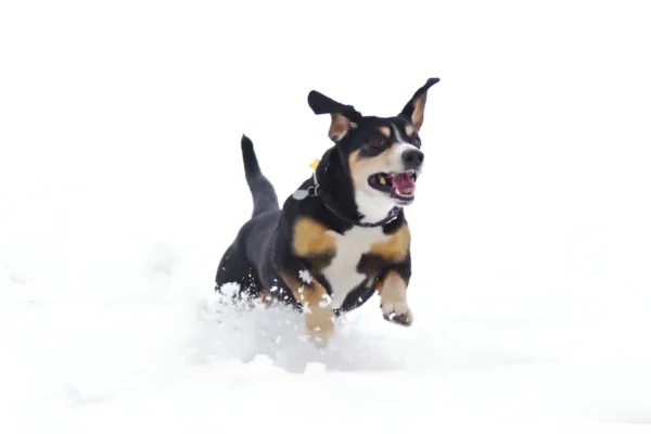 Mountain Dog (Entlebucher)