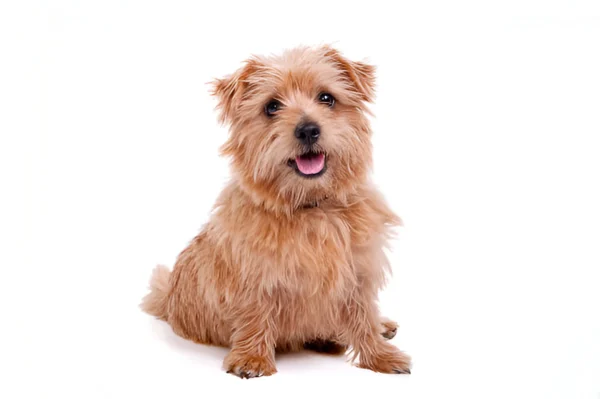 Norfolk Terrier