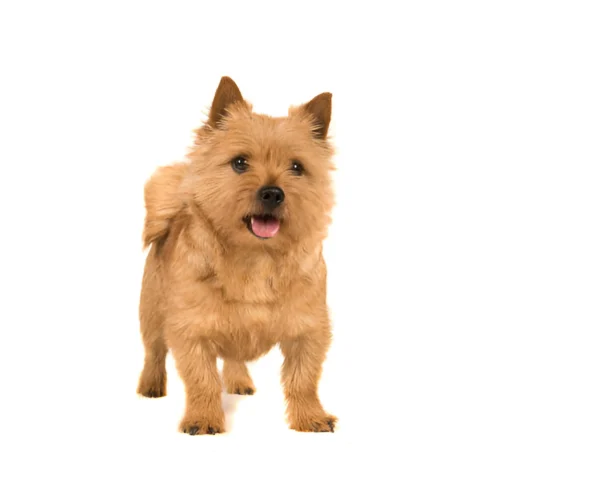 Norwich Terrier